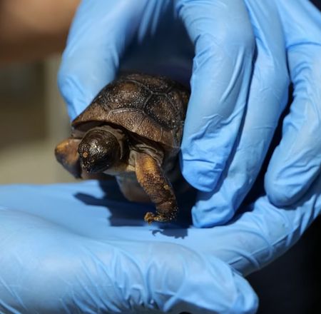 Vidéo naissance tortues - Un Oeil en Coulisse - ZooParc de Beauval