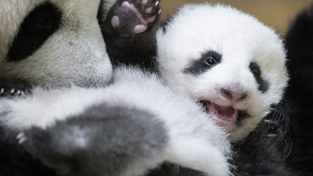 Jumelles panda ont 2 mois - Bébé panda - ZooParc de Beauval