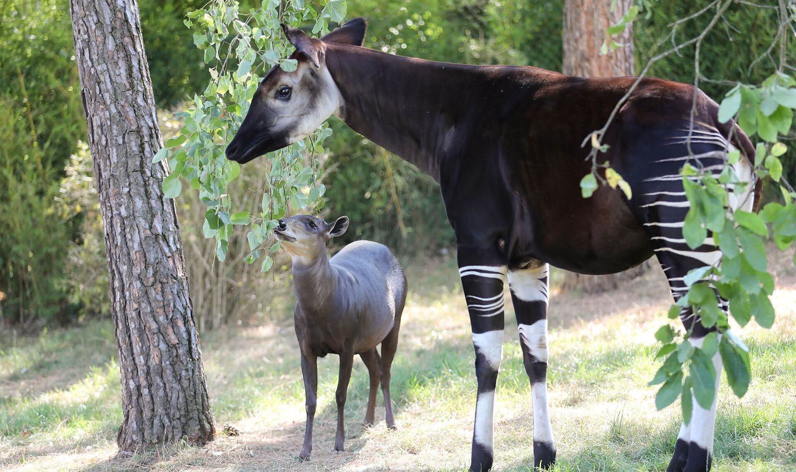 Okapi et céphalophe à dos jaune - Animaux extraordinaires du ZooParc de Beauval