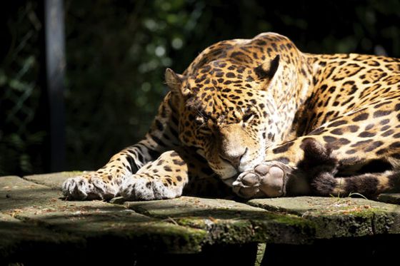 Miguel, le jaguar emblématique du ZooParc de Beauval, s’est éteint