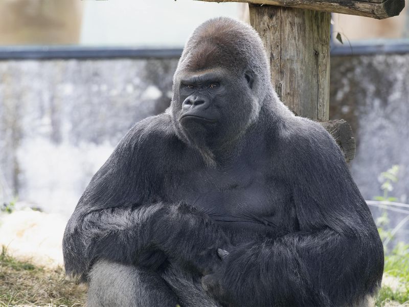 Asato - Gorille des plaines de l'Ouest - Animaux extraordinaires du ZooParc Asato - Gorille des plaines de l'Ouest - Animaux extraordinaires du ZooParc