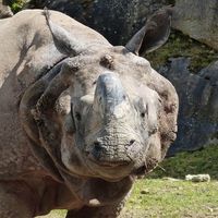 Rhinocéros indien - Animaux extraordinaires du ZooParc