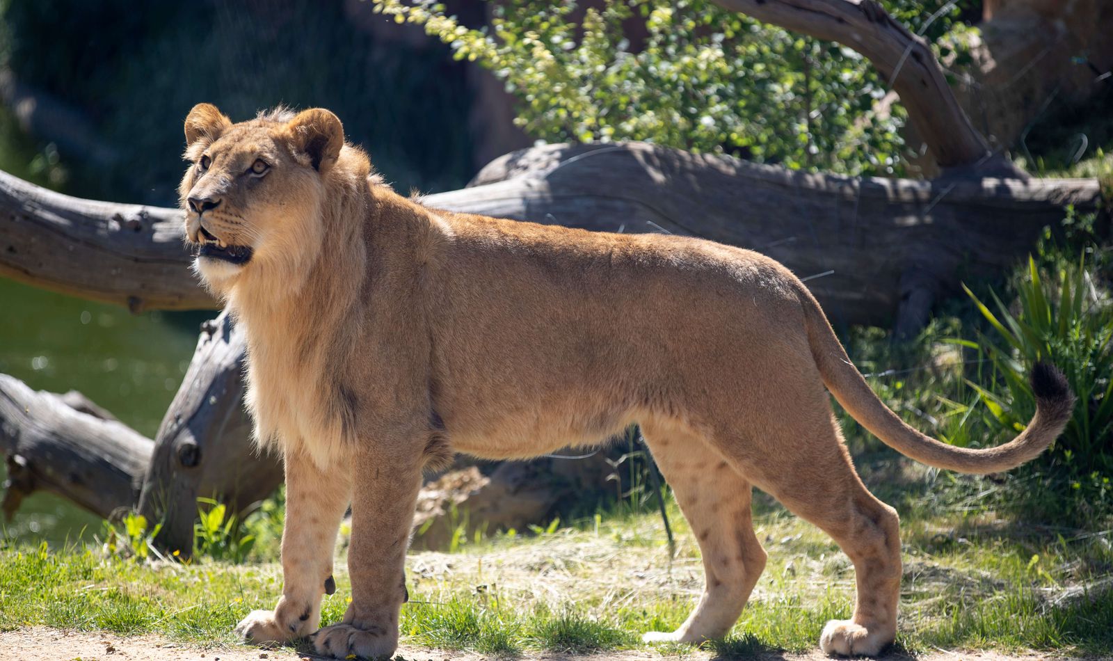 Lion d’Afrique - Animaux extraordinaires du ZooParc