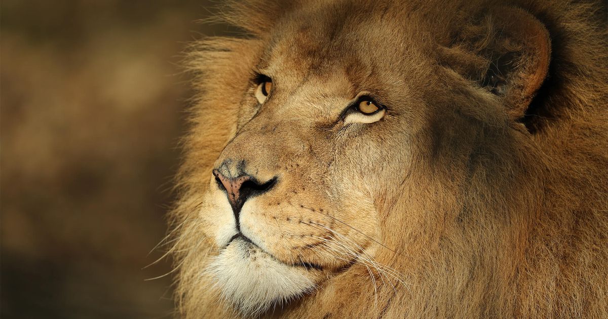 African lion  ZooParc de Beauval