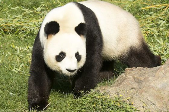 La FAQ des pandas géants à Beauval