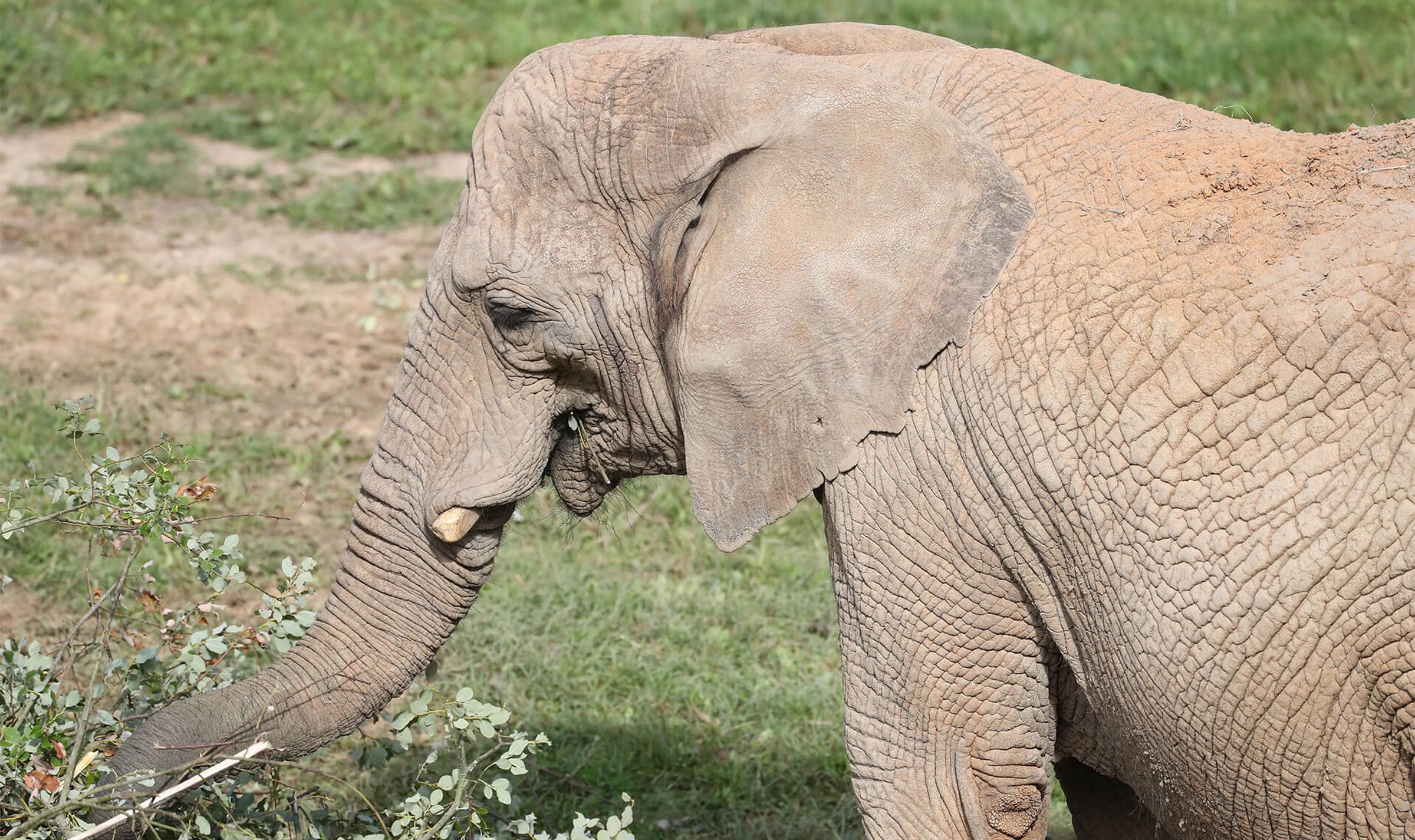 Éléphant de savane d'Afrique | ZooParc de Beauval