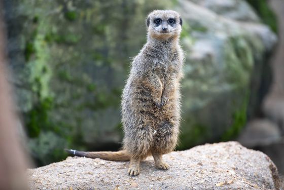 Visites guidées, les mystères de la reproduction - Activité - ZooParc de Beauval
