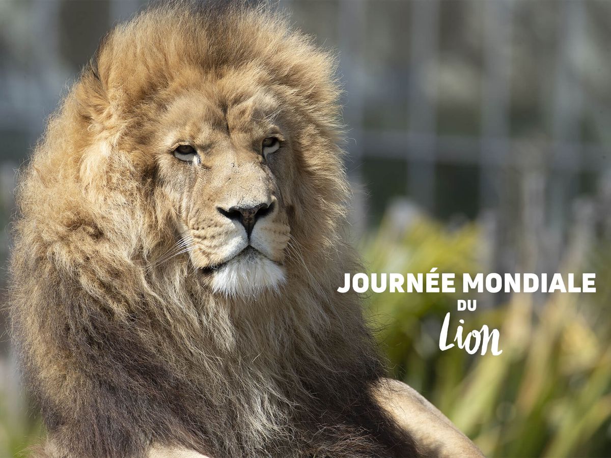 La Terre des Lions ZooParc de Beauval
