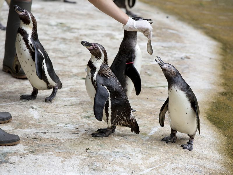 Avantages hôtels - Bon plan et astuces séjours et billets - Rencontre privilégiée avec manchots - ZooParc de Beauval