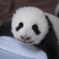 Huanlili - Jumelle bébés panda - ZooParc de Beauval