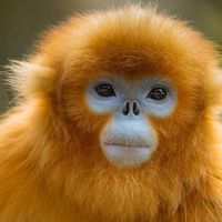 Singe doré - Animaux extraordinaires du ZooParc