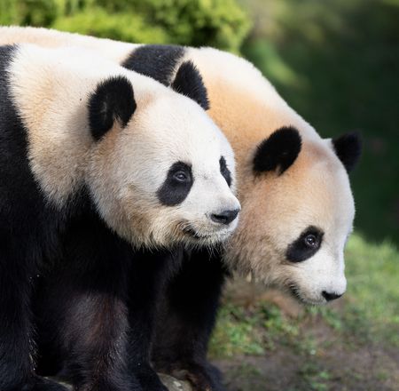 Jeu personnalité pandas géants - Test de personnalité - ZooParc de Beauval