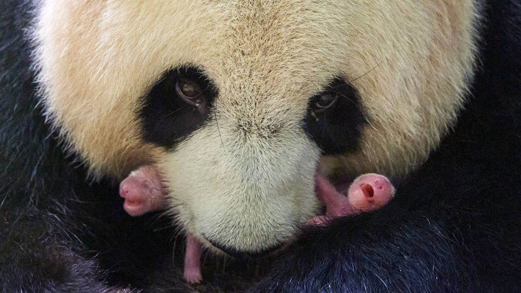 Huan Huan and her panda twins - Panda cubs - ZooParc de Beauval
