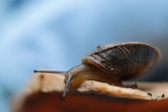 Des escargots nés à Beauval bientôt réintroduits au Portugal !