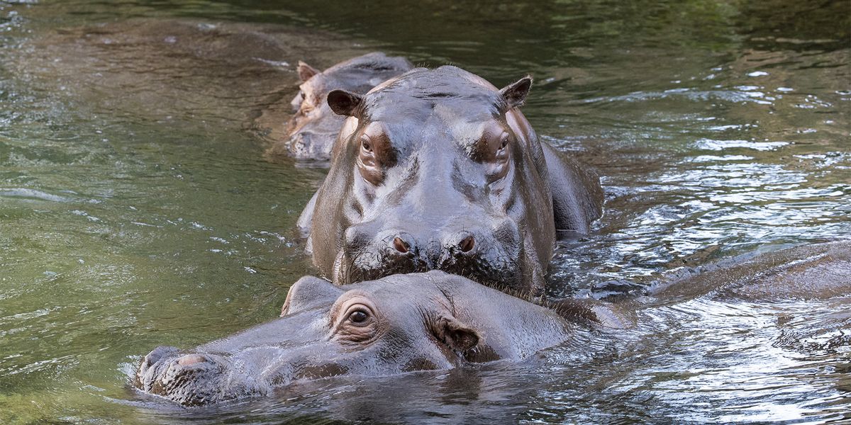 La Réserve Des Hippopotames | ZooParc De Beauval