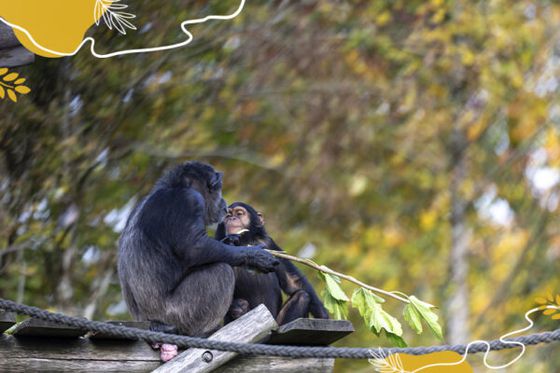 Journée mondiale des chimpanzés : si fascinants, mais si menacés