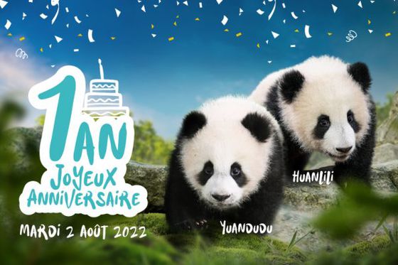 Des festivités pour le 1er anniversaire des jumelles panda !