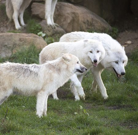 Animation les loups arctiques - Pédagogie - ZooParc de Beauval