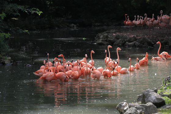 Espace flamants de Cuba - Les animaux de L'Allée Historique - ZooParc de Beauval