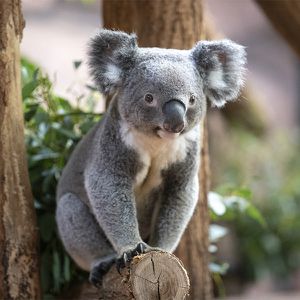 Animations Maison Beauval Nature - Jeu de Piste À la découverte de l'Océanie - Carnet de jeu - ZooParc de Beauval