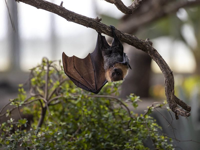 Chauve Souris De Rodrigues Zooparc De Beauval