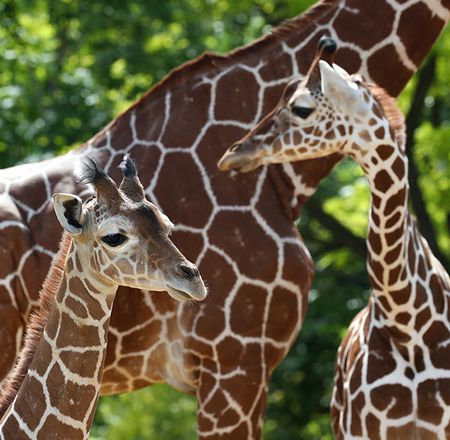 Animation les girafes - Pédagogie - ZooParc de Beauval