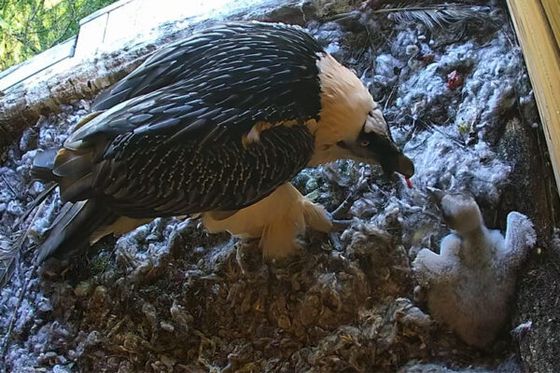 L’incroyable sauvetage et adoption d’un bébé gypaète barbu à Beauval