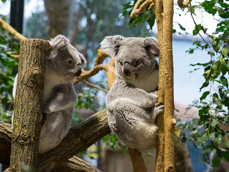 Koalas - Animaux extraordinaires du ZooParc
