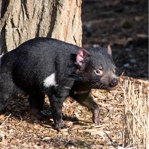 Diable de Tasmanie - Animaux du ZooParc de Beauval