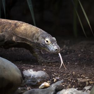 Animations pour découvrir les animaux avec rencontre d'un médiateur scientifique