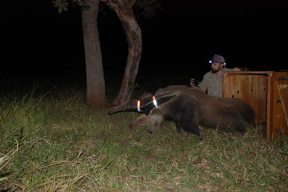 Lowland tapirs