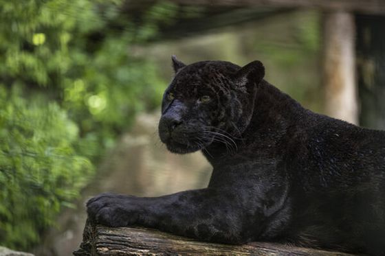 Beauval dit au revoir à Laetitia, sa femelle jaguar au pelage noir