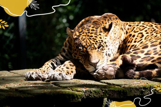Journée mondiale du jaguar : protégeons le plus grand félin d’Amérique