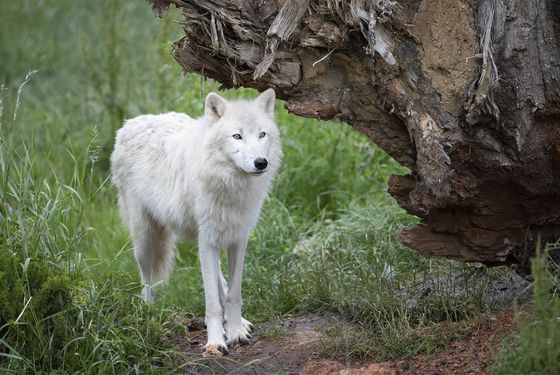 Peluche loup arctique Lucius - La Boutique du ZooParc de Beauval