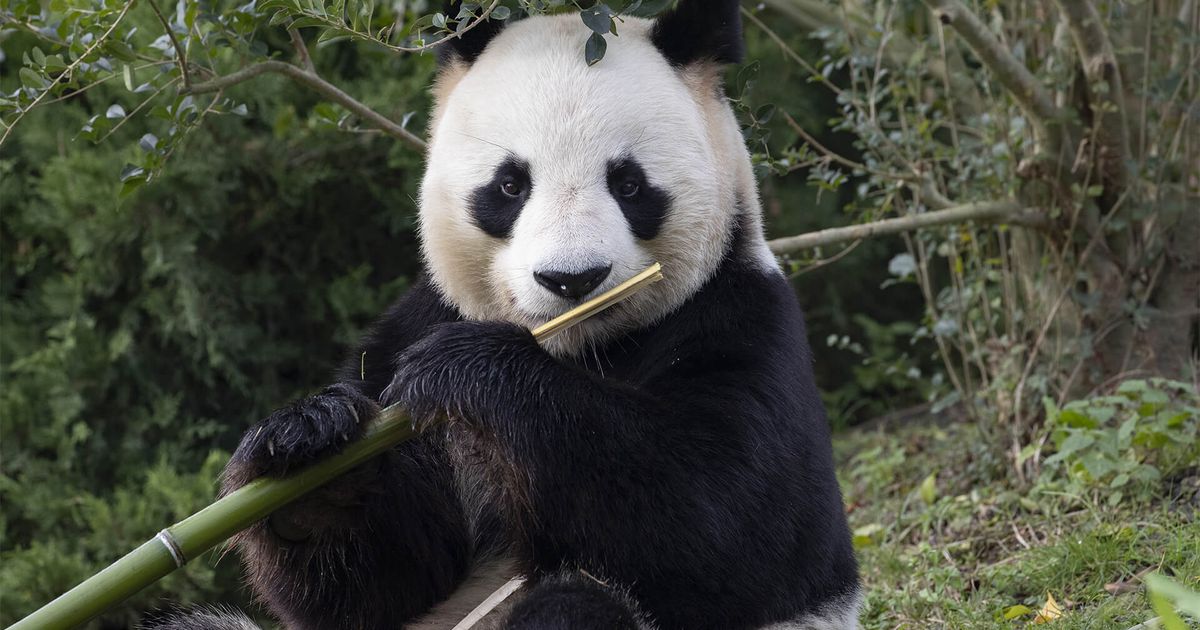 Giant panda  ZooParc de Beauval