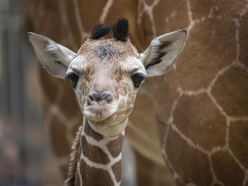 Profil Kimia, notre bébé girafe - Les animaux de La Savane Africaine - ZooParc de Beauval