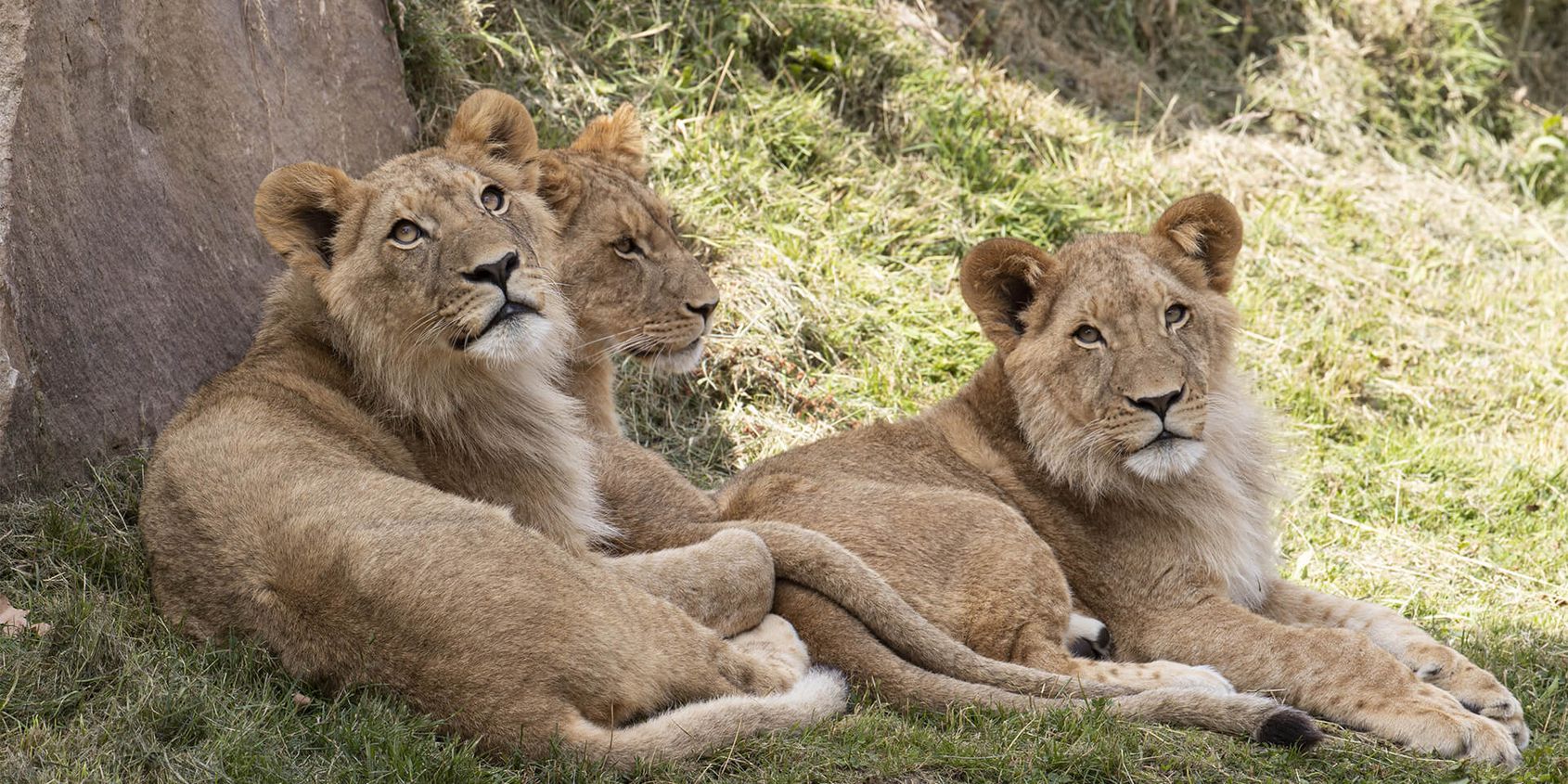 Lions d'Afrique - Les animaux de La Terre des Lions - ZooParc de Beauval