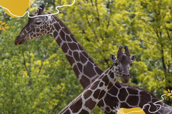 Journée mondiale de la girafe : un emblème de la savane à protéger