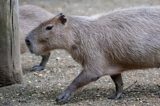 Nouveau parrainage : c’est à vous de choisir entre les capybaras, takins dorés, alligators du Missisippi ou caracals
