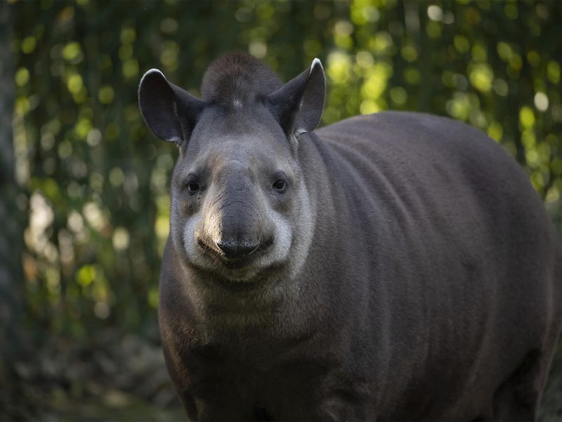 Tapir terrestre ou brésilien - Les animaux de la Pampa Sud-Américaine - ZooParc de Beauval