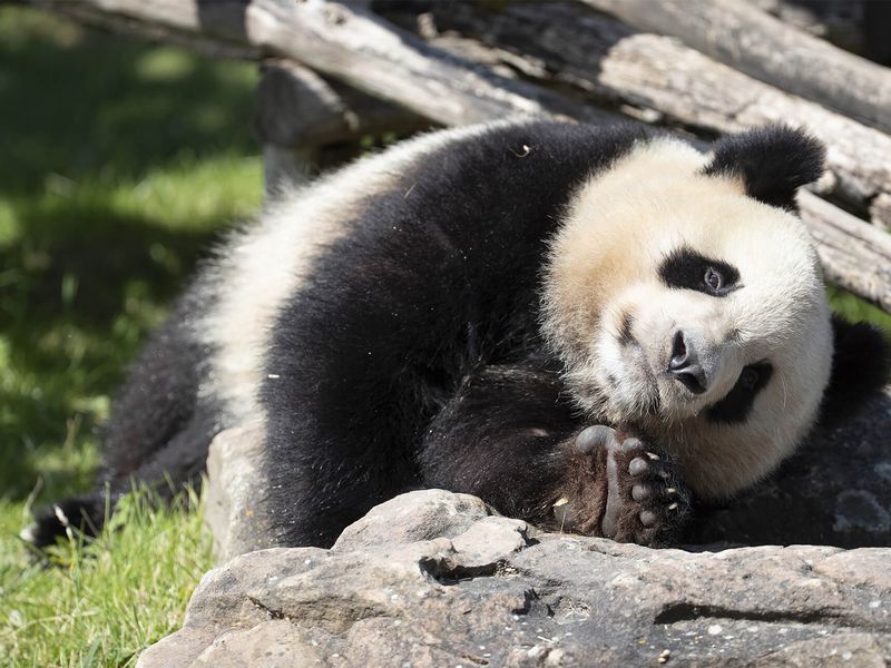 Yuan Meng - 1st baby panda born in France - ZooParc de Beauval