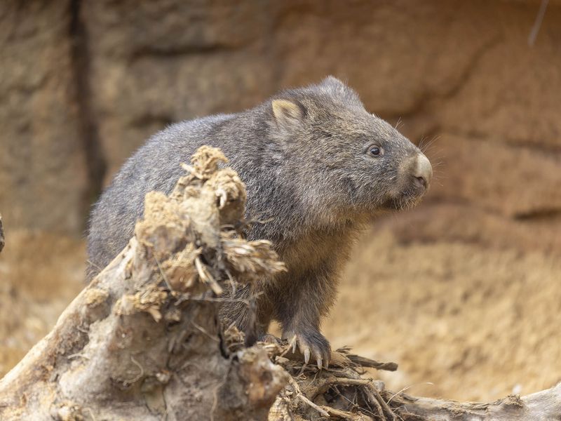 Wombat - Animaux extraordinaires du ZooParc