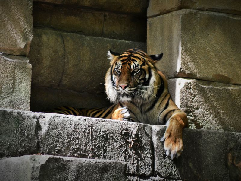 Tigre de Sumatra - Animaux extraordinaires du ZooParc