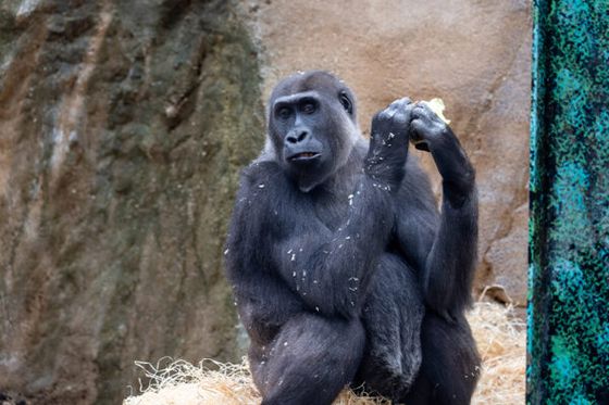 Bienvenue à Anandi, une nouvelle femelle gorille !