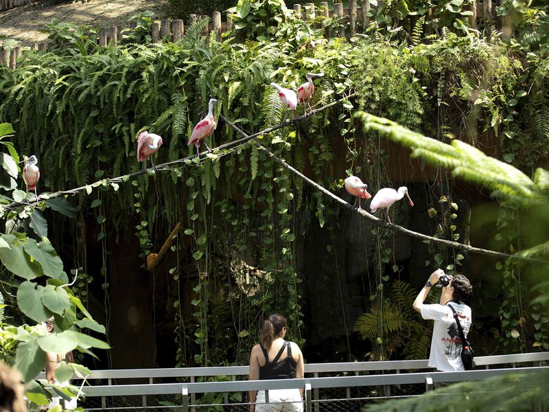 Avantages hôtels - Bon plan et astuces séjours et billets - Visite - ZooParc de Beauval