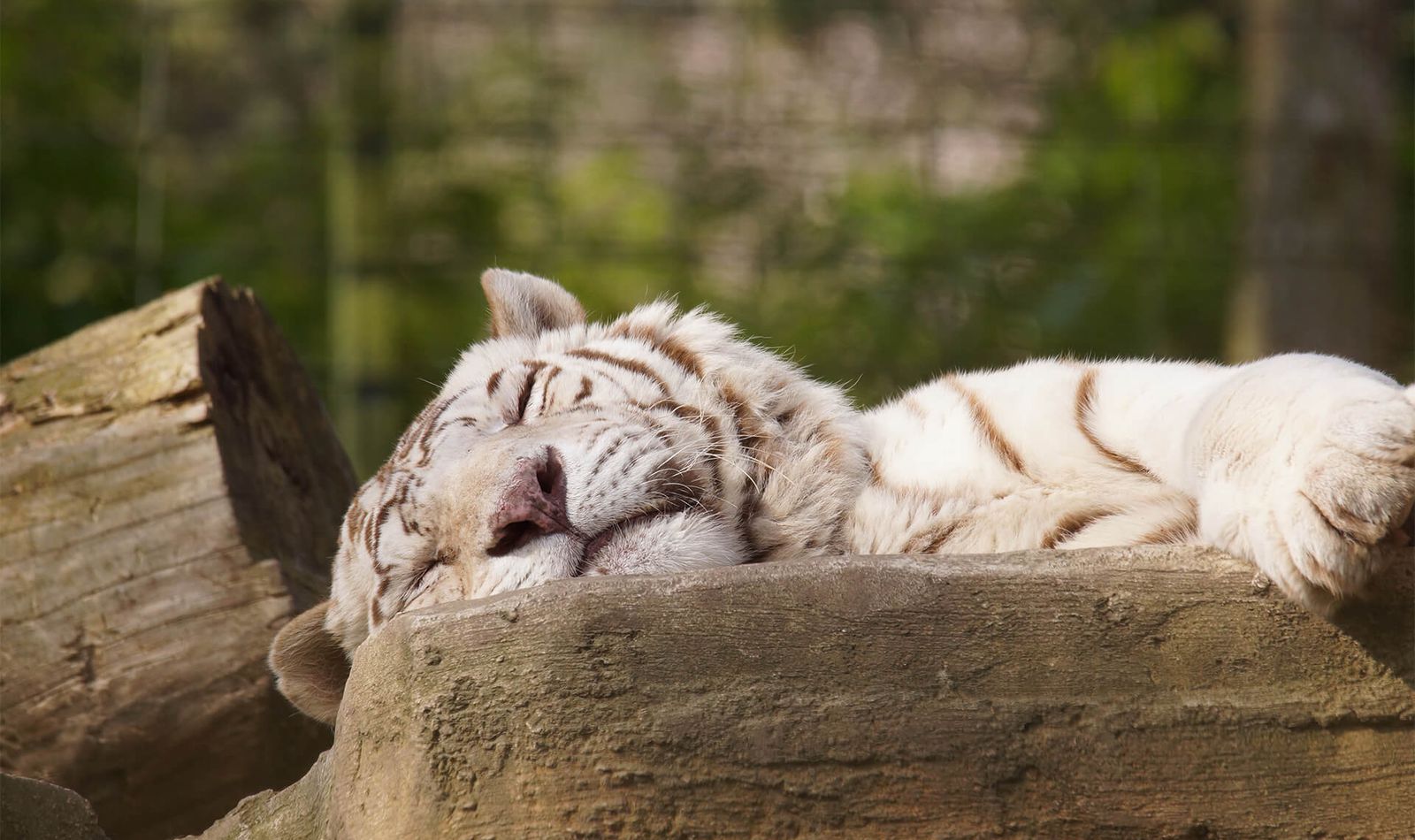 Tigre blanc - Animaux extraordinaires du ZooParc