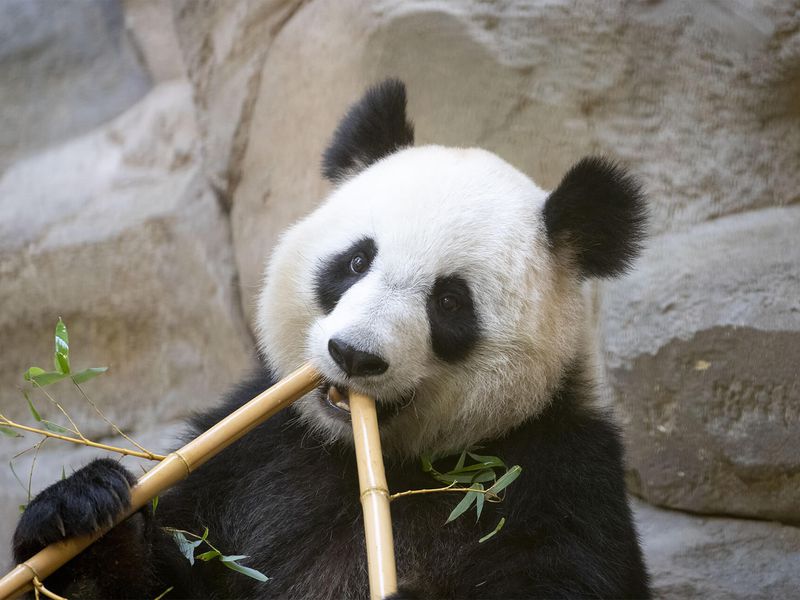 Huan Huan - Panda - ZooParc de Beauval