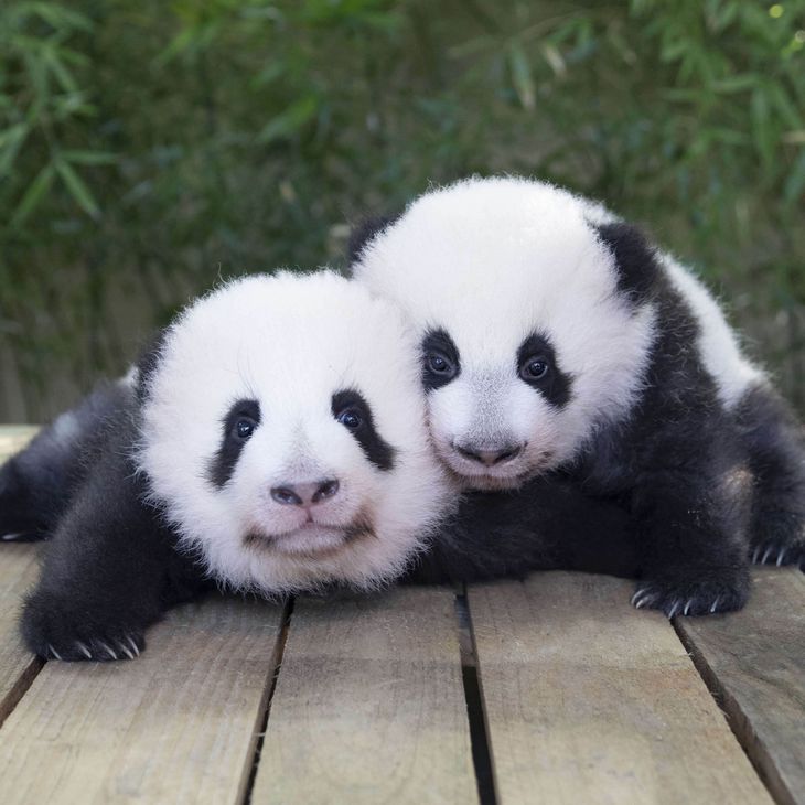 Bebes Panda 21 Zooparc De Beauval