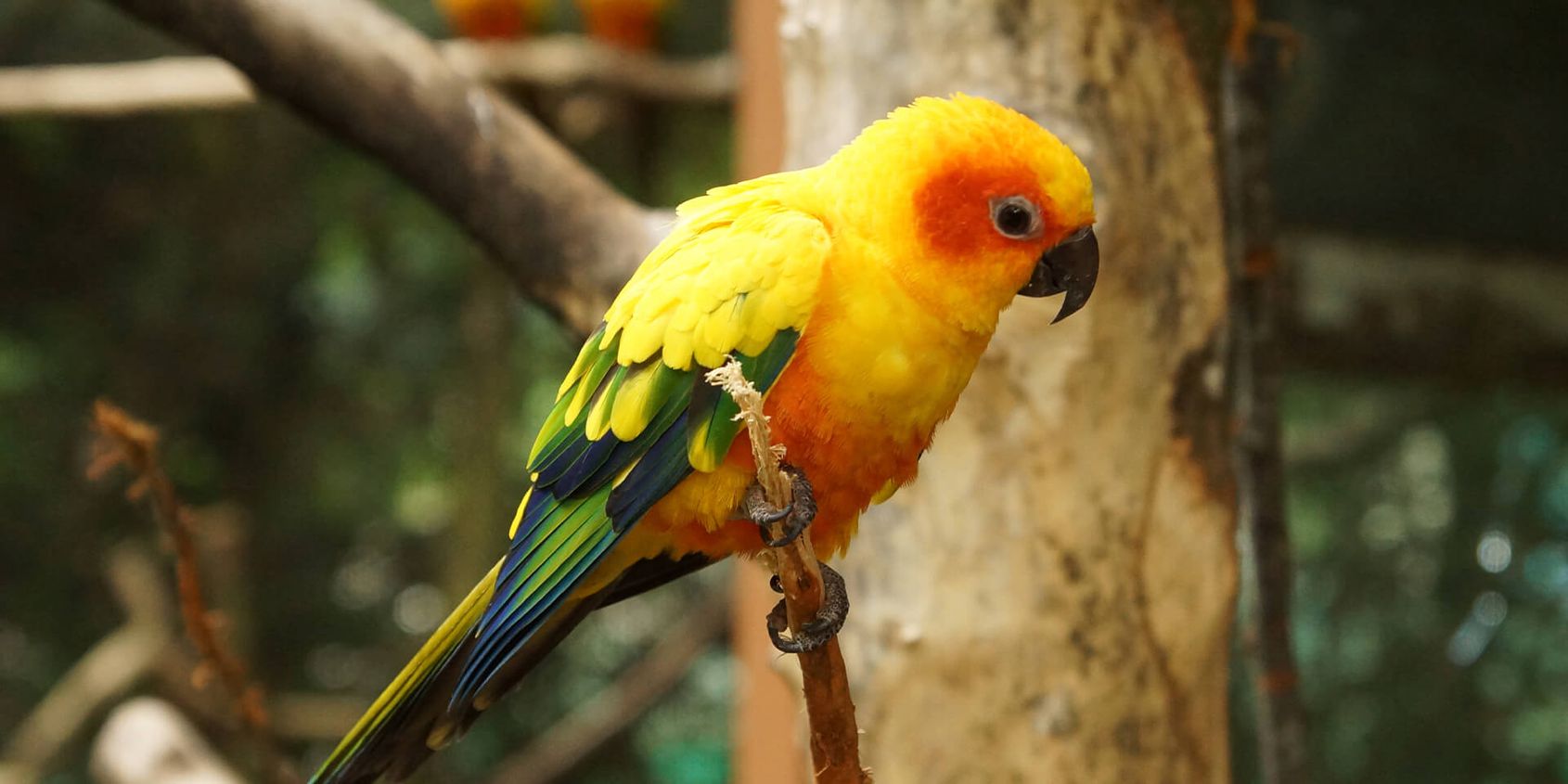 Conure soleil - Les animaux de La Rotonde des Perroquets - ZooParc de Beauval