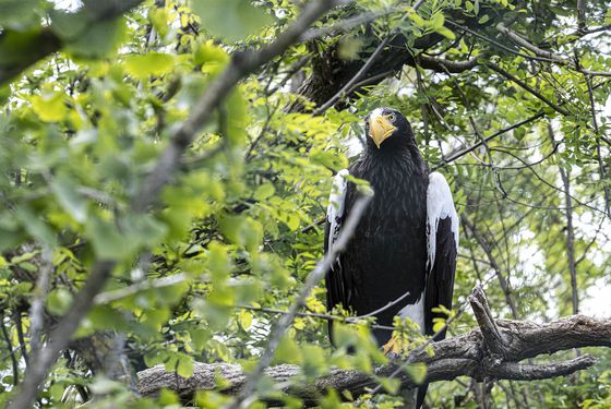Pygargue de Steller - Les animaux des Hauteurs de Chine - ZooParc de Beauval Pygargue de Steller - Les animaux des Hauteurs de Chine - ZooParc de Beauval